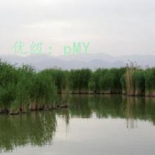 ʧ