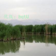 ʼ