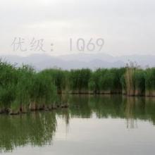 ʼ
