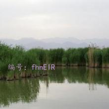 ź