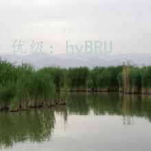 ź