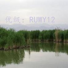 ۼ