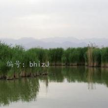 ۼ