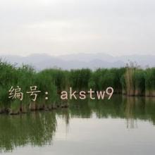 ͨ