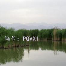 ѹ