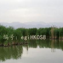 ͳ